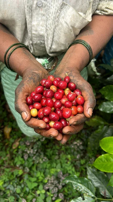 From Cherry to Cup: How Our Coffee Travels